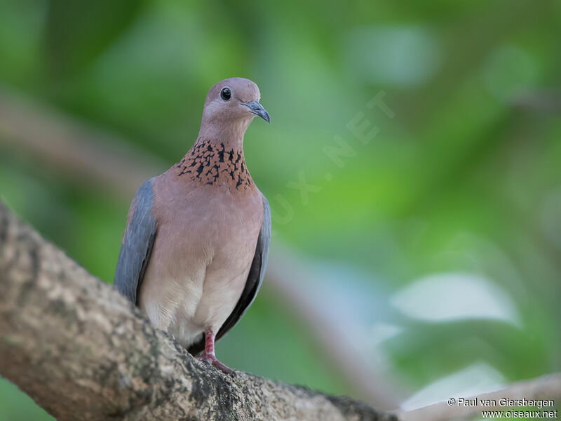 Laughing Doveadult