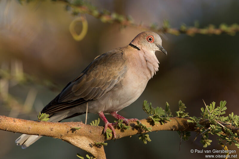 Mourning Collared Dove