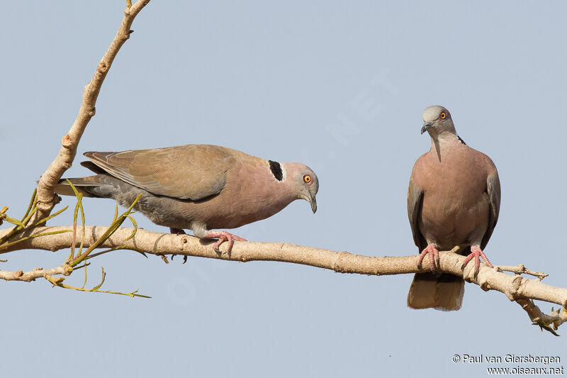 Mourning Collared Dove