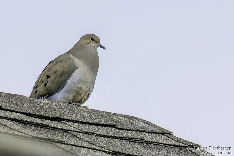 Mourning Doveadult