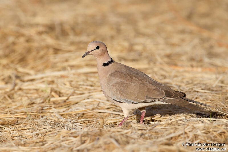 Vinaceous Doveadult