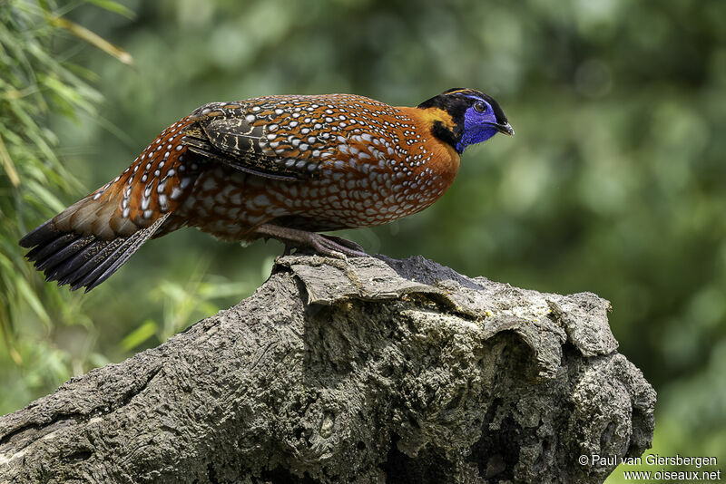 Tragopan de Temminck mâle adulte