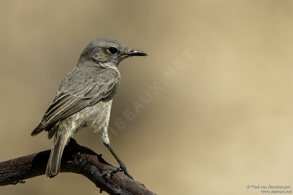 Traquet à queue bruneadulte