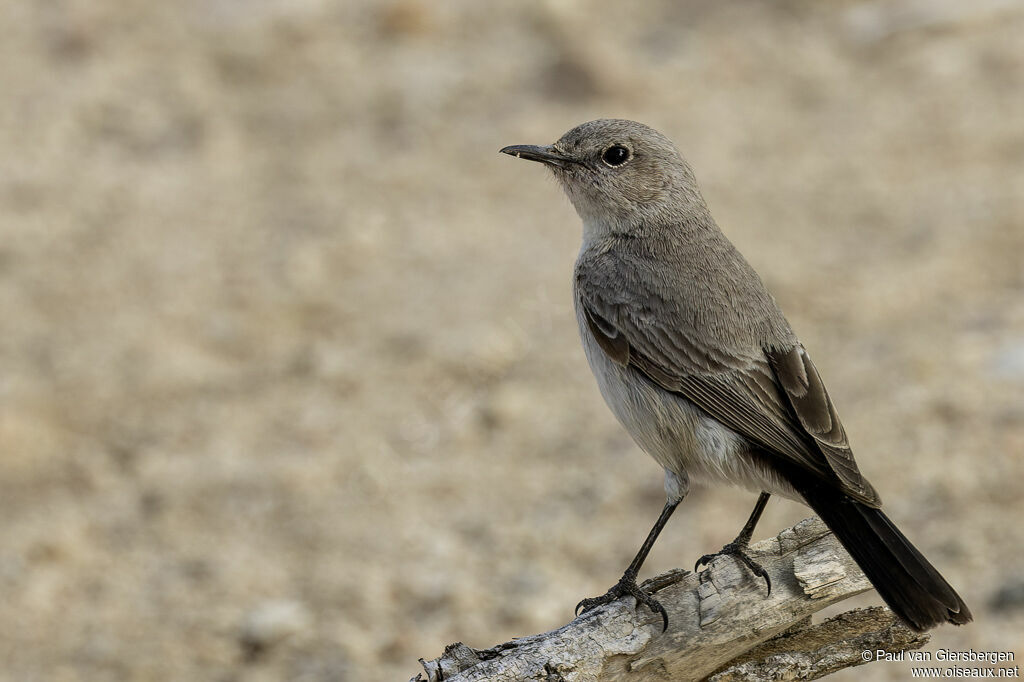 Traquet à queue noireadulte