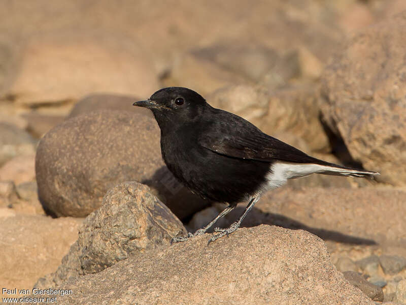 White-crowned WheatearFirst year, pigmentation