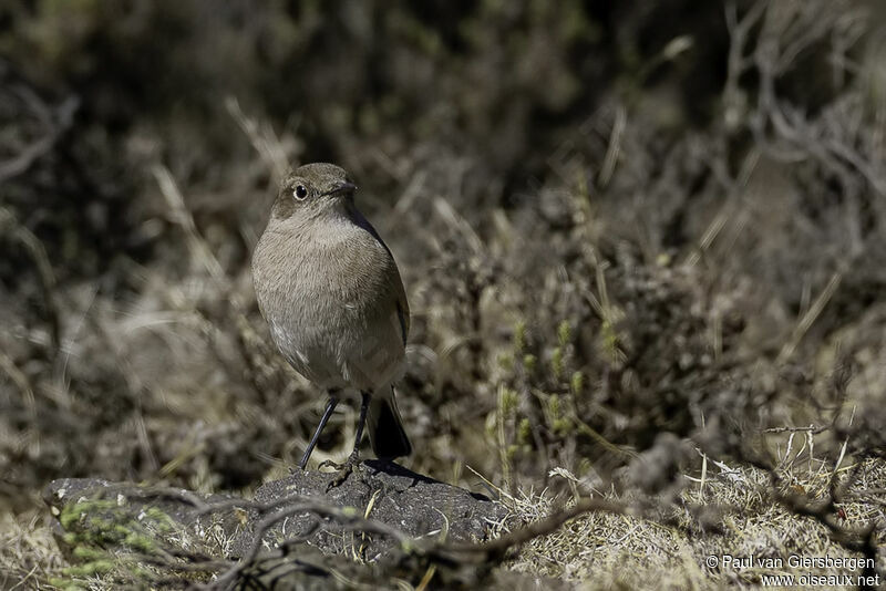 Sickle-winged Chatadult