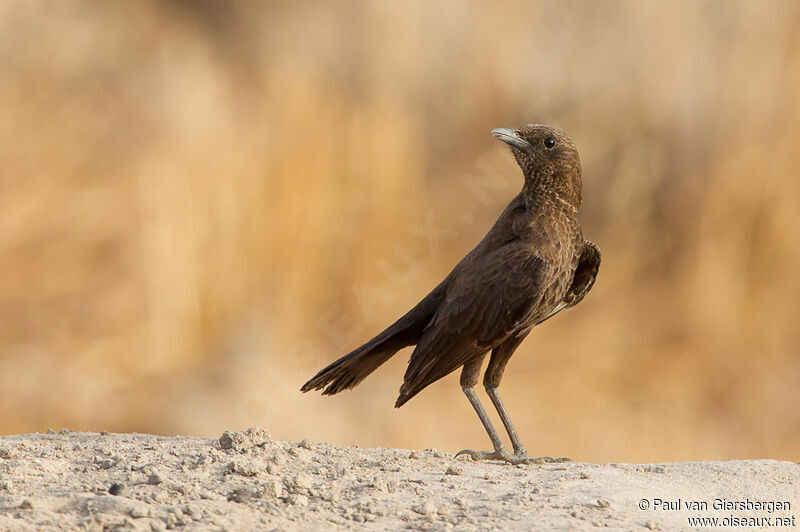 Anteater Chat