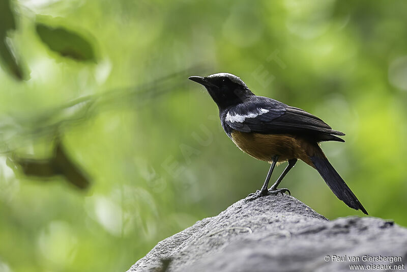 White-crowned Cliff Chat male adult