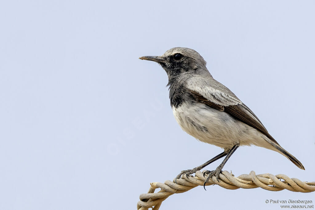 Somali Wheatear