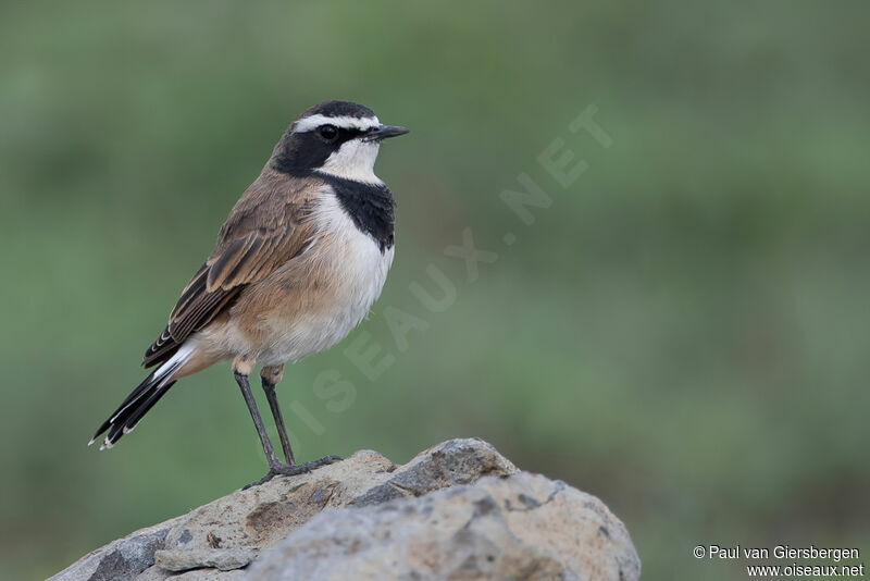 Capped Wheatearadult