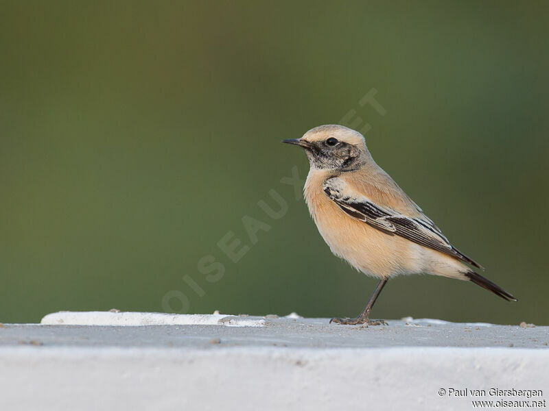 Desert Wheatear