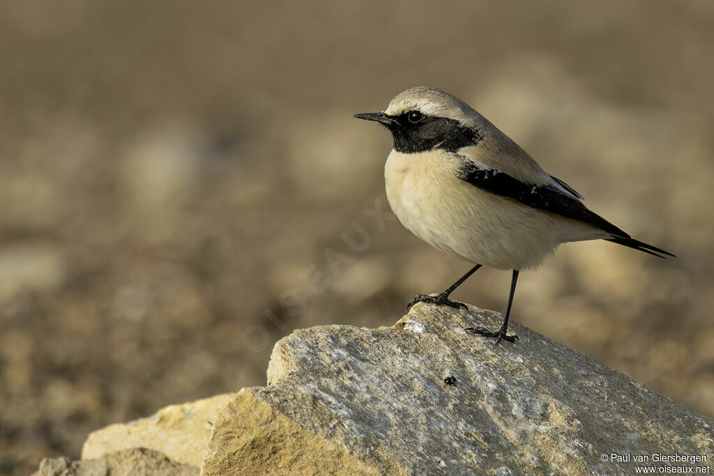 Traquet du désertadulte