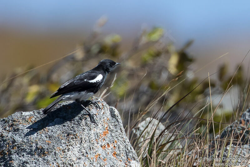 Mountain Chat