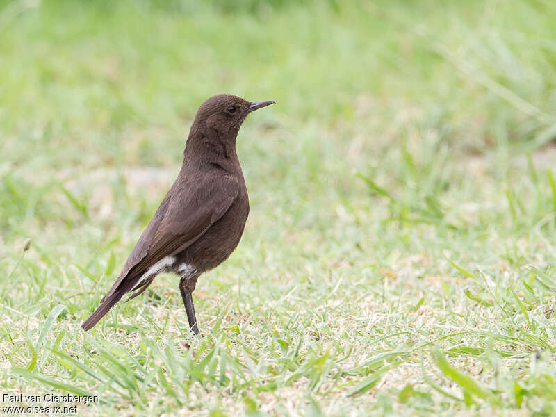 Traquet montagnard femelle adulte, identification