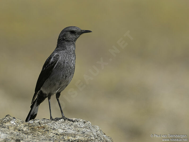 Mountain Wheatear male adult