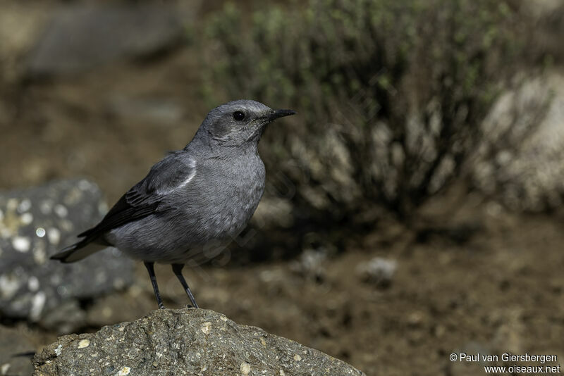 Mountain Wheatearadult