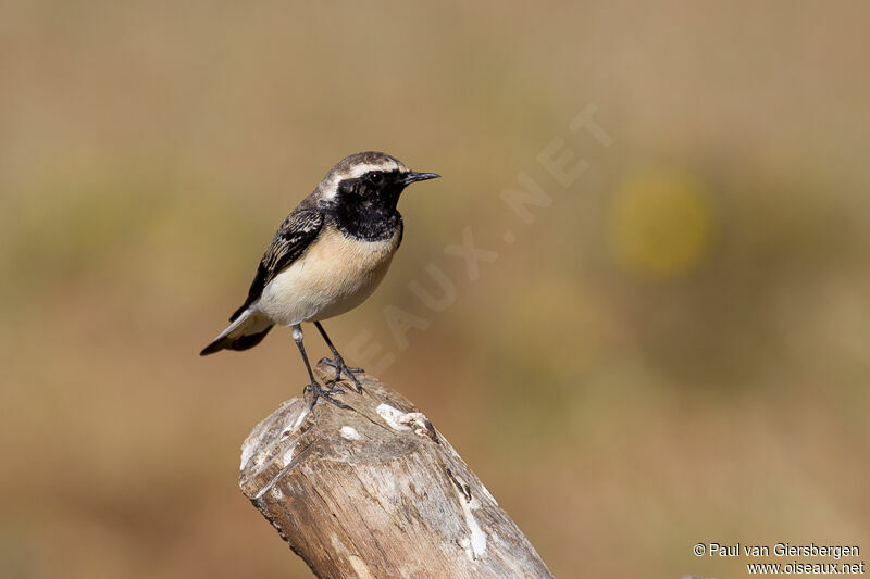 Pied Wheatear