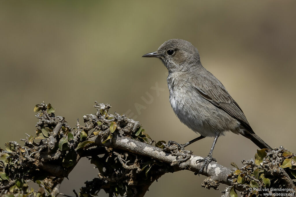 Traquet sombreadulte