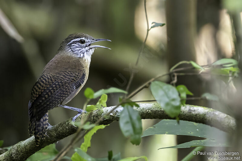 Buff-breasted Wrenadult