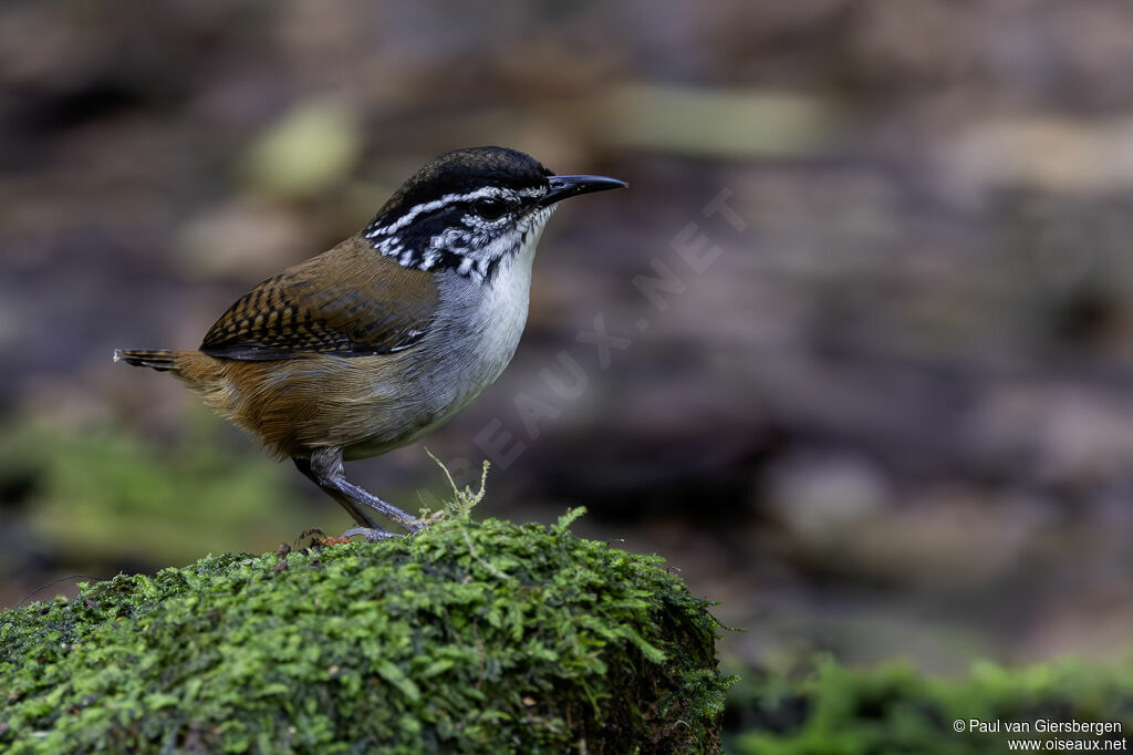 White-breasted Wood Wren