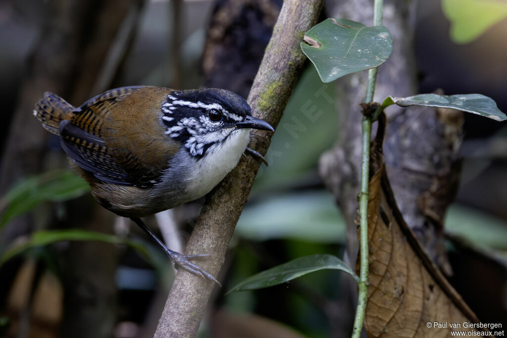 White-breasted Wood Wren