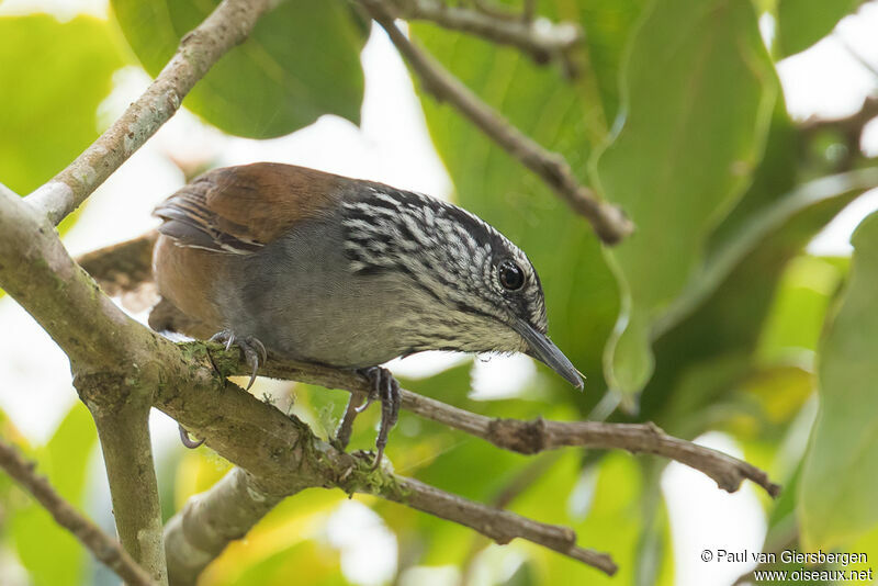 Grey-breasted Wood Wrenadult