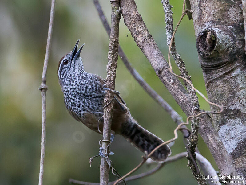 Spot-breasted Wren