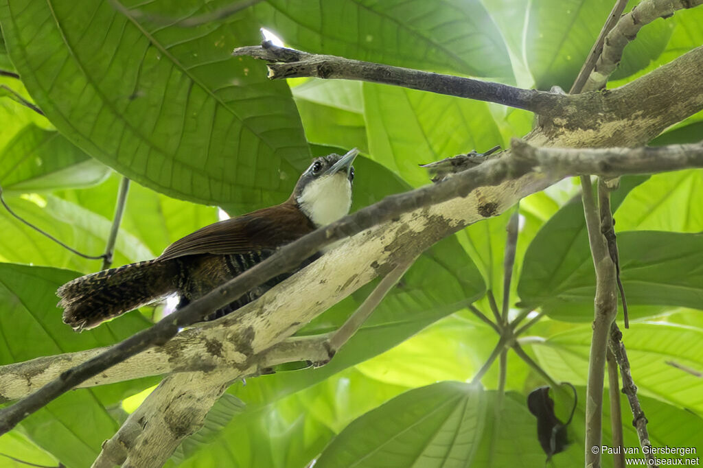 Troglodyte à ventre noiradulte