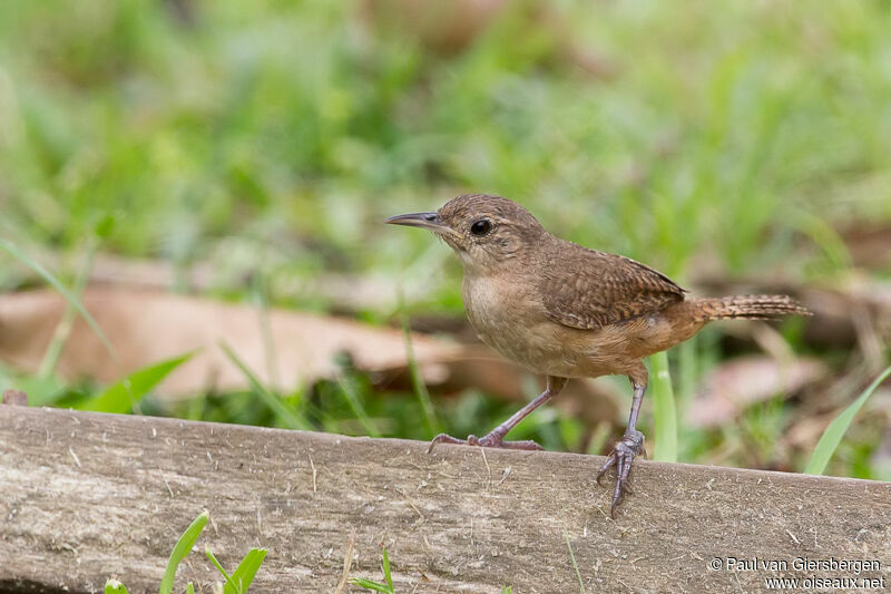 Southern House Wren