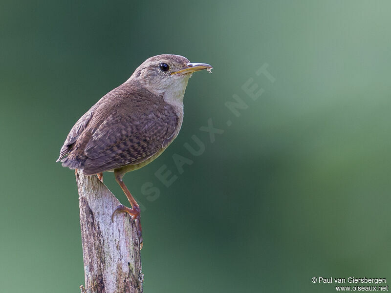 Southern House Wren