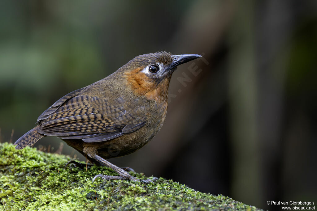 Song Wren