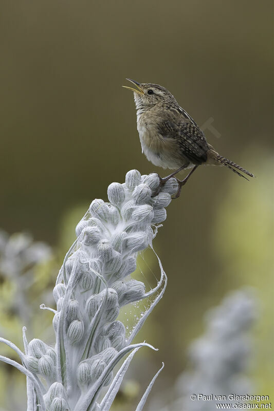 Grass Wrenadult