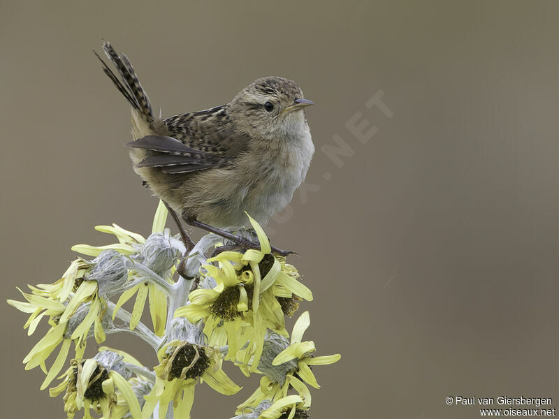 Grass Wrenadult