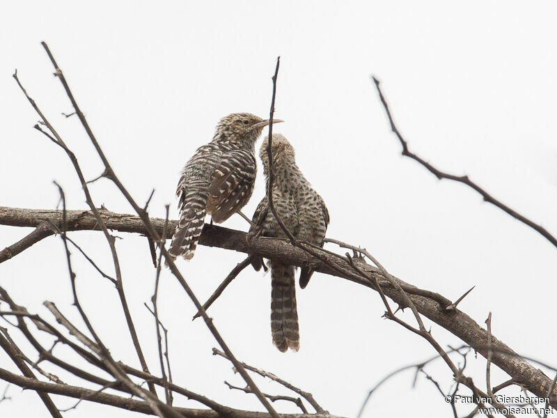 Fasciated Wren