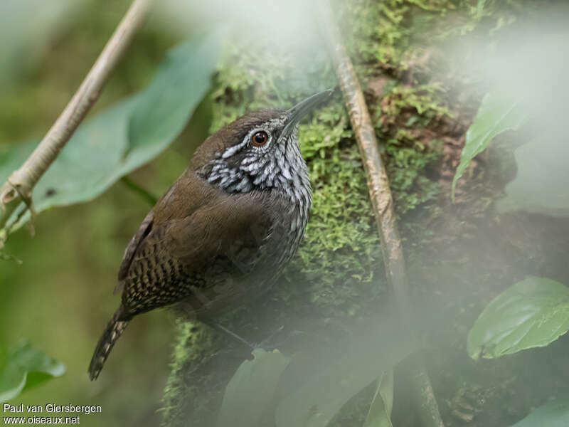 Troglodyte flamméadulte, identification