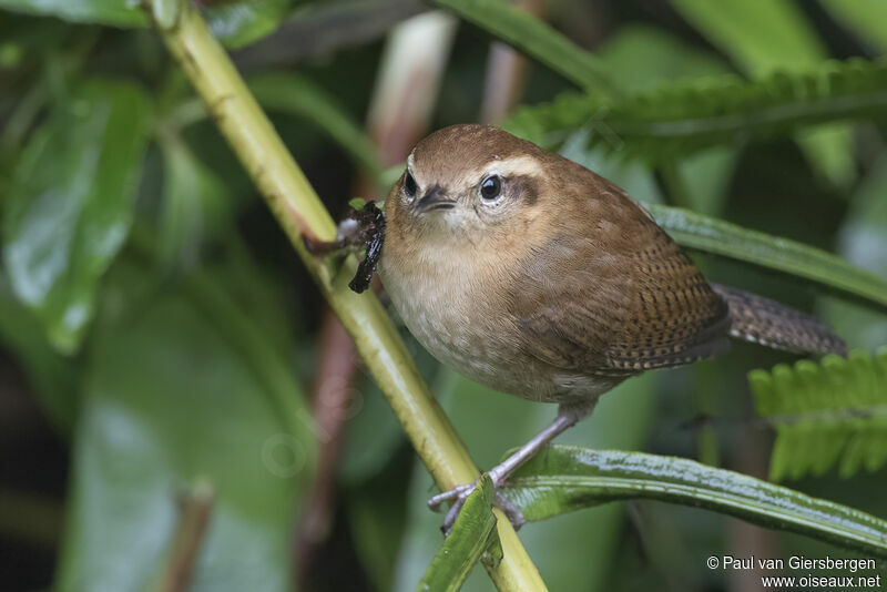 Mountain Wrenadult