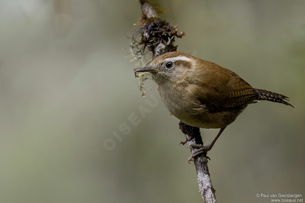 Troglodyte montagnardadulte