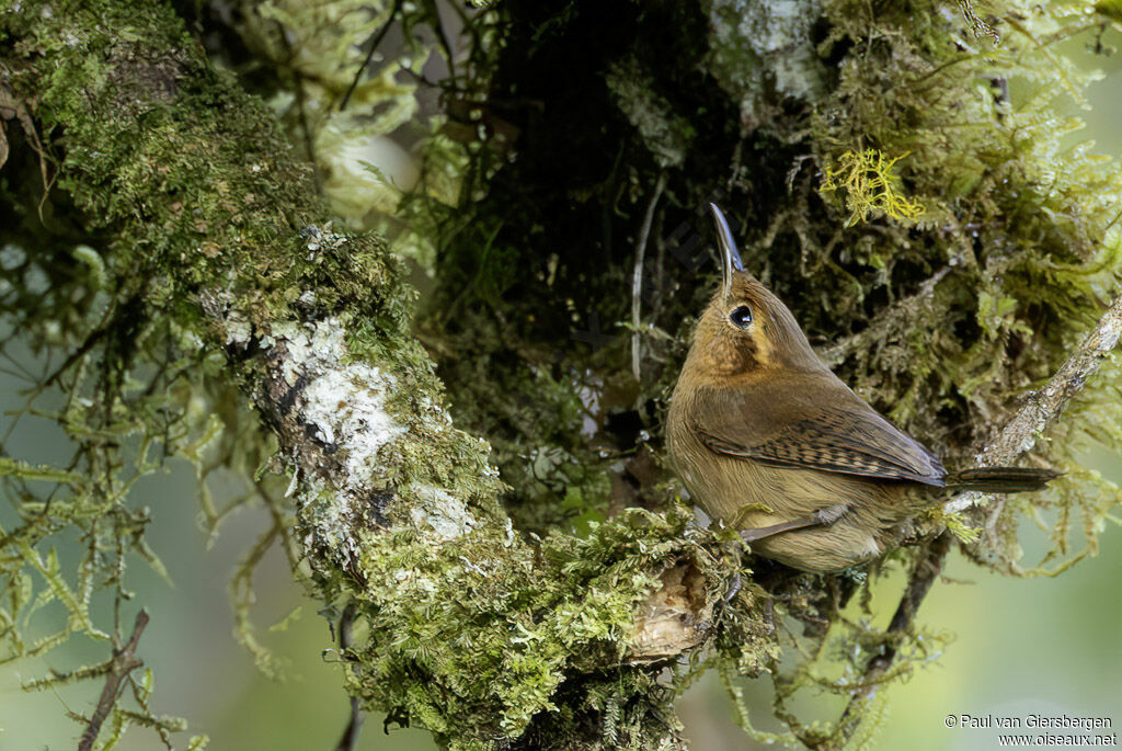 Troglodyte ocréadulte