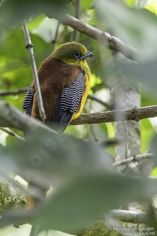 Trogon à poitrine jaune mâle adulte