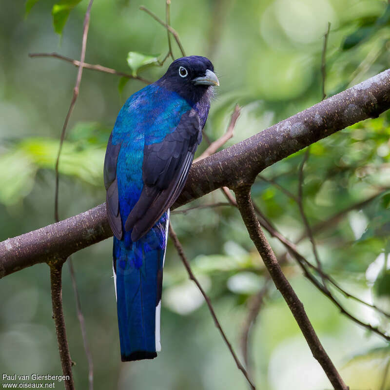 Trogon à queue blanche mâle adulte, pigmentation