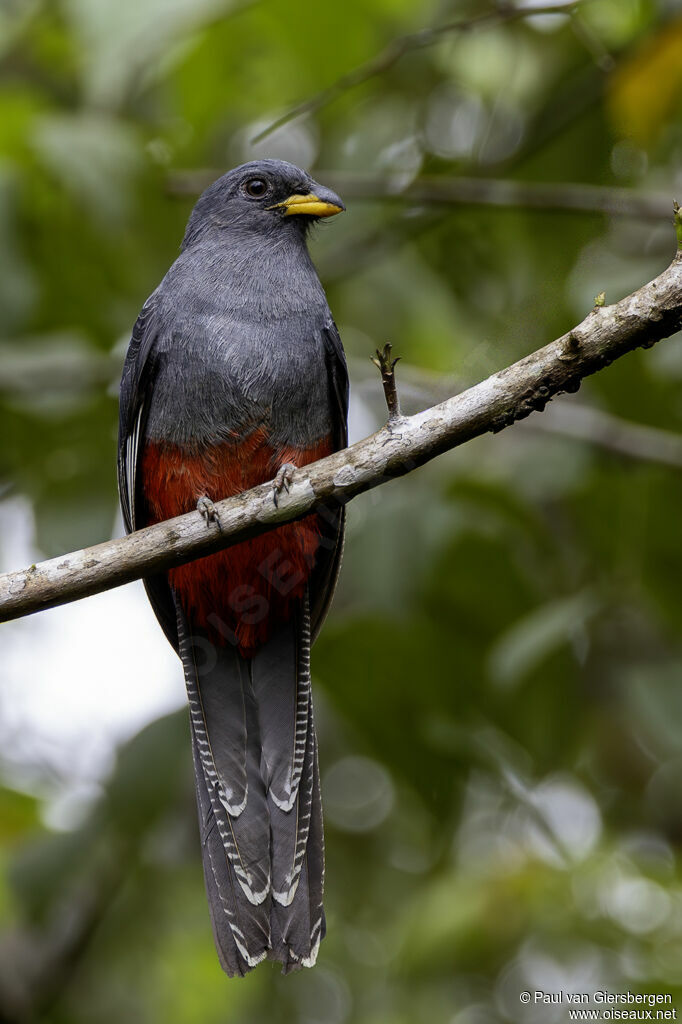 Black-tailed Trogon female adult