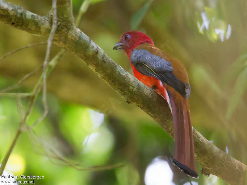 Red-headed Trogon male adult