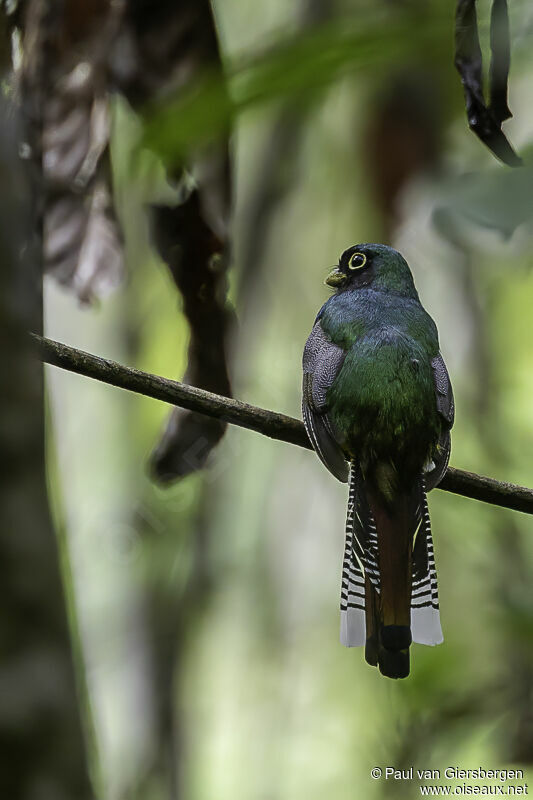 Black-throated Trogon male adult