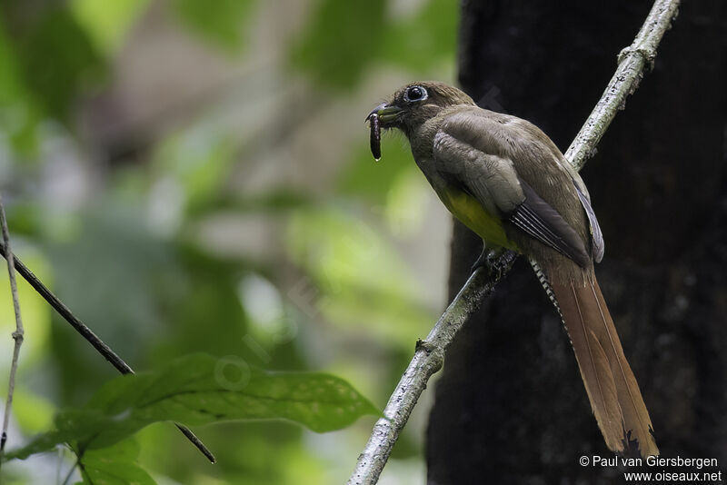 Northern Black-throated Trogon female adult