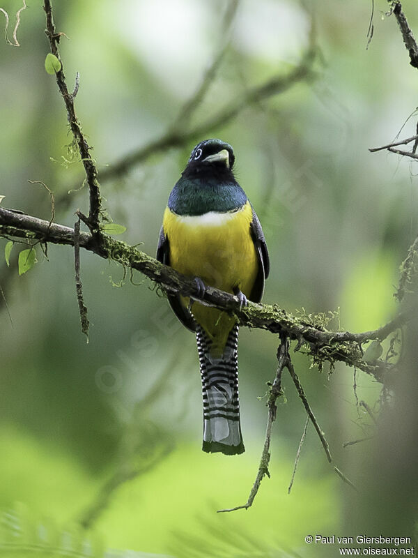 Trogon de Cabanis mâle adulte