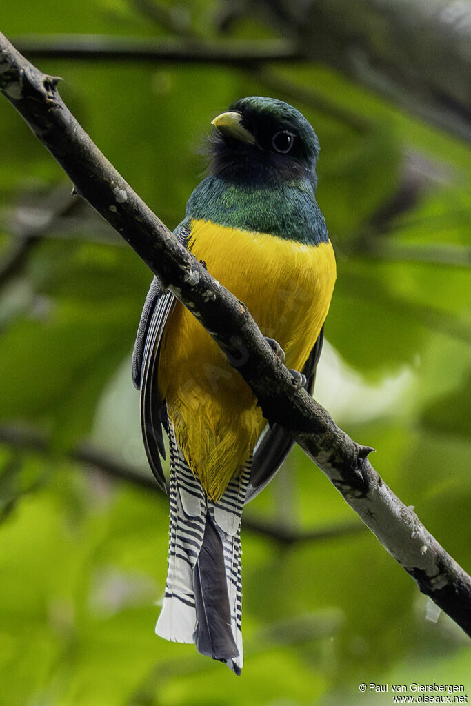 Trogon de Cabanis mâle adulte