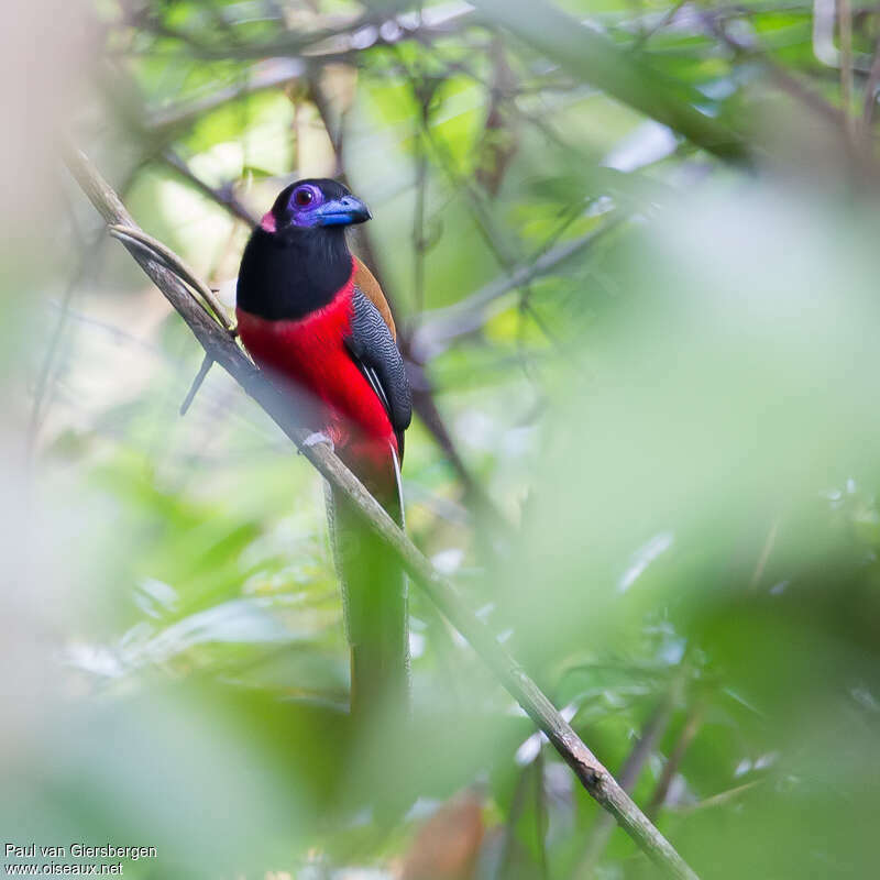 Trogon de Diardadulte, identification