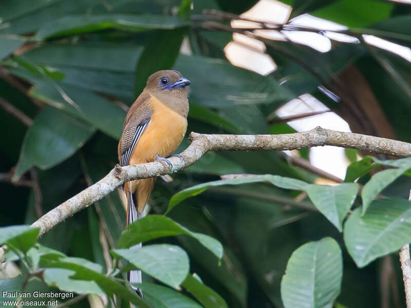 Malabar Trogon female adult, identification