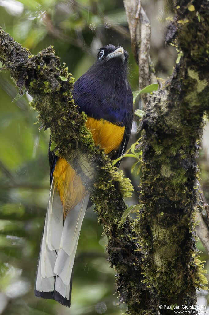 Trogon de Panama