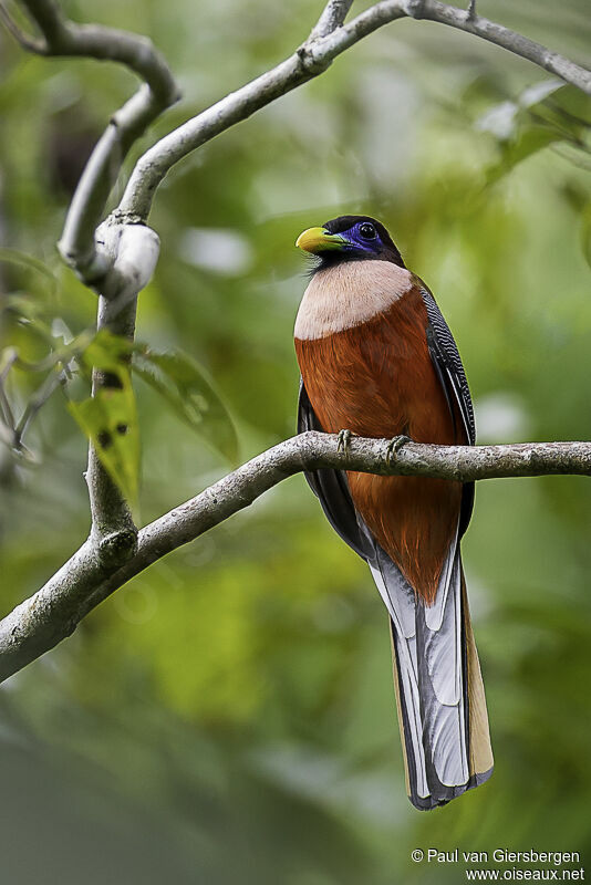 Philippine Trogon male adult